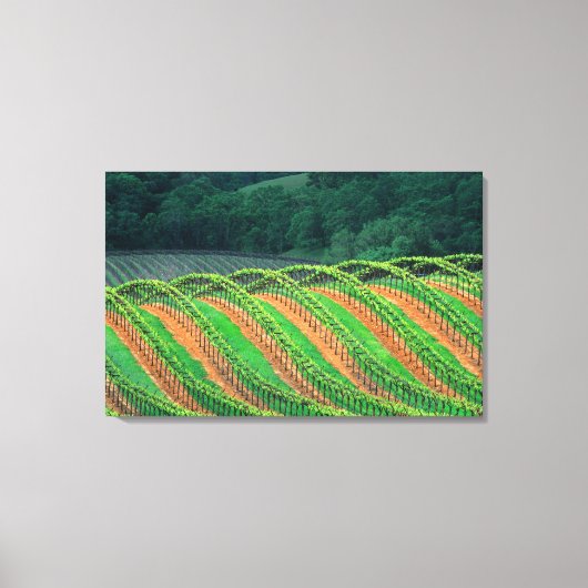 USA, Kalifornien, Mendocino-Landkreis, a trellis Leinwanddruck (Vorderseite)