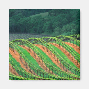 USA, Kalifornien, Mendocino-Landkreis, a trellis Magnet