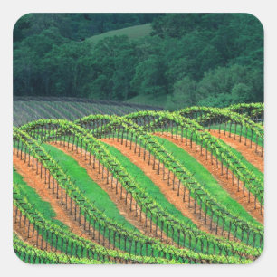 USA, Kalifornien, Mendocino-Landkreis, a trellis Quadratischer Aufkleber