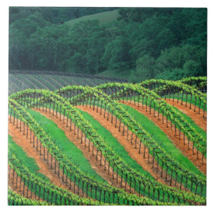 USA, Kalifornien, Mendocino Landkreis, ein getrick Fliese