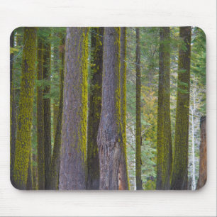 USA, Kalifornien. Moosbedeckte Baumstämme Mousepad