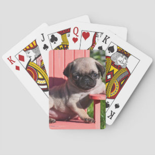 USA, Kalifornien. Mops-Welpe lümmelt Spielkarten