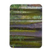 USA, Kalifornien. Moss Covered Tree Trunks Magnet (Vertikal)