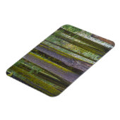 USA, Kalifornien. Moss Covered Tree Trunks Magnet (Linke Seite)
