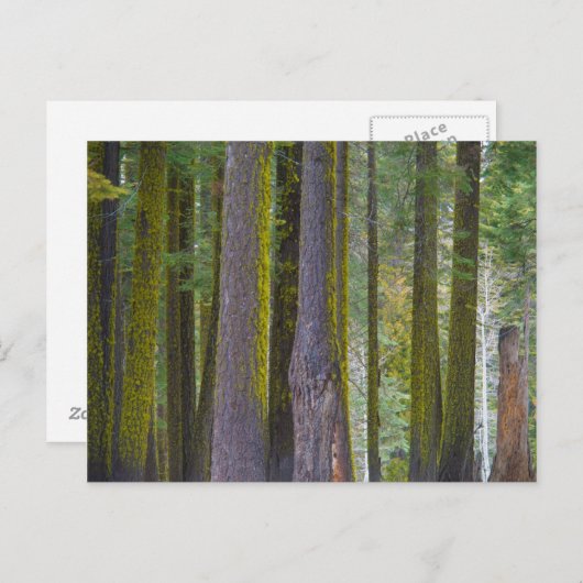 USA, Kalifornien. Moss Covered Tree Trunks Postkarte (Vorne/Hinten)