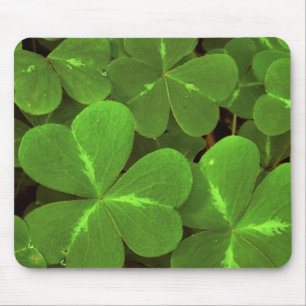 USA, Kalifornien, Muir Woods. Nahaufnahme von Klee Mousepad
