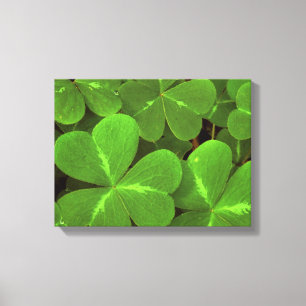 USA, Kalifornien, Muir Woods. Naher Kleeblatt Leinwanddruck