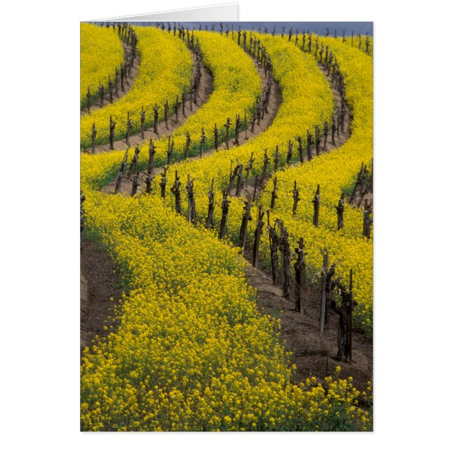 USA, Kalifornien, Napa Valley, Los Carneros Ava. (Vorne)
