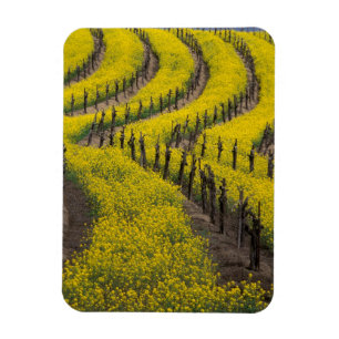USA, Kalifornien, Napa Valley, Los Carneros Ava. Magnet