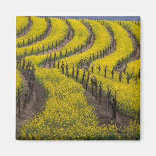 USA, Kalifornien, Napa Valley, Los Carneros Ava. Magnet