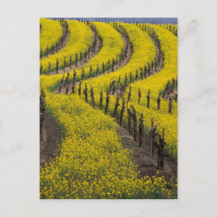USA, Kalifornien, Napa Valley, Los Carneros Ava. Postkarte