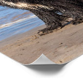 USA, Kalifornien. Neufundländer Poster (Ecke)