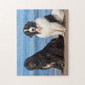 USA, Kalifornien. Neufundländer Puzzle (Vertikal)