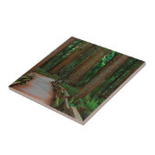 USA, Kalifornien. Pfad unter Redwood in Muir Fliese (Seite)