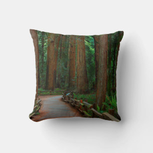 USA, Kalifornien. Pfad unter Redwood in Muir Kissen
