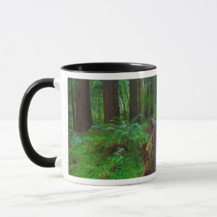 USA, Kalifornien. Pfad unter Redwood Tasse