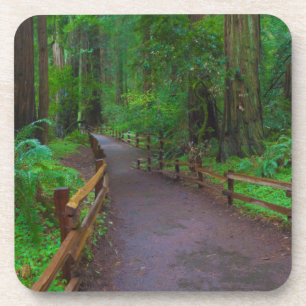 USA, Kalifornien. Pfad zwischen Redwoods Getränkeuntersetzer
