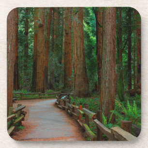 USA, Kalifornien. Pfad zwischen Redwoods in Muir Getränkeuntersetzer