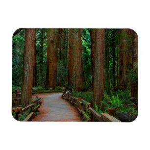 USA, Kalifornien. Pfad zwischen Redwoods in Muir Magnet