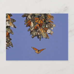 USA, Kalifornien, Pismo Beach. Monarch Postkarte