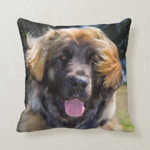 USA, Kalifornien. Portrait von Leonberger sitzend Kissen