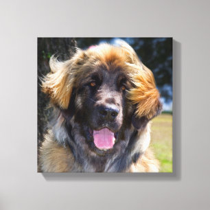 USA, Kalifornien. Portrait von Leonberger sitzend Leinwanddruck
