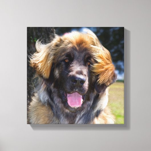USA, Kalifornien. Portrait von Leonberger sitzend Leinwanddruck (Vorderseite)