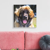 USA, Kalifornien. Portrait von Leonberger sitzend Leinwanddruck (Insitu (Wohnzimmer))