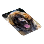 USA, Kalifornien. Portrait von Leonberger sitzend Magnet (Rechte Seite)