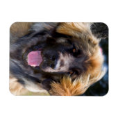 USA, Kalifornien. Portrait von Leonberger sitzend Magnet (Horizontal)