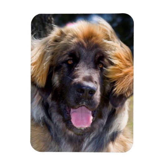 USA, Kalifornien. Portrait von Leonberger sitzend Magnet (Vertikal)