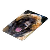 USA, Kalifornien. Portrait von Leonberger sitzend Magnet (Linke Seite)