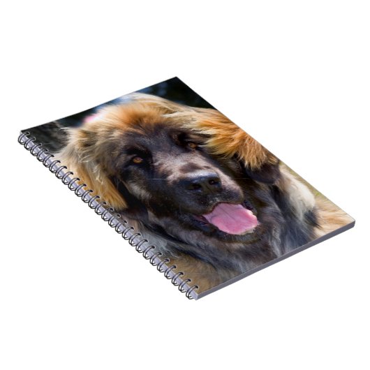 USA, Kalifornien. Portrait von Leonberger sitzend Notizblock (Rechte Seite)