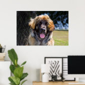 USA, Kalifornien. Portrait von Leonberger sitzend Poster (Heimbüro)
