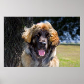 USA, Kalifornien. Portrait von Leonberger sitzend Poster (Vorne)