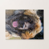 USA, Kalifornien. Portrait von Leonberger sitzend Puzzle (Horizontal)