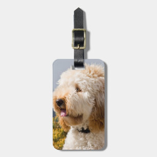 USA, Kalifornien. Porträt einer Labradoodle 3 Gepäckanhänger