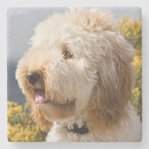USA, Kalifornien. Porträt einer Labradoodle 3 Steinuntersetzer