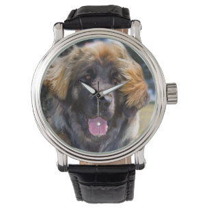 USA, Kalifornien. Porträt eines sitzenden Leonberg Armbanduhr