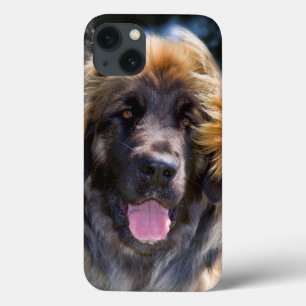 USA, Kalifornien. Porträt eines sitzenden Leonberg iPhone 13 Hülle