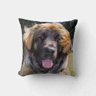 USA, Kalifornien. Porträt eines sitzenden Leonberg Kissen