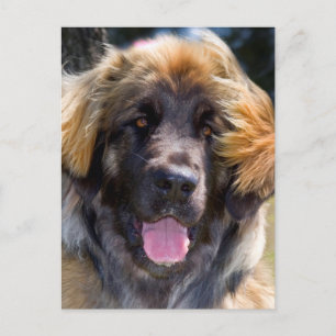 USA, Kalifornien. Porträt eines sitzenden Leonberg Postkarte