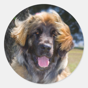 USA, Kalifornien. Porträt eines sitzenden Leonberg Runder Aufkleber