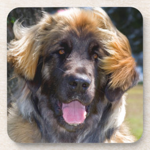 USA, Kalifornien. Porträt eines sitzenden Leonberg Untersetzer