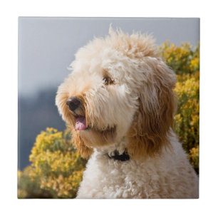 USA, Kalifornien. Porträt von Labradoodle 3 Fliese