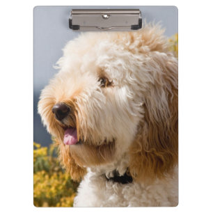 USA, Kalifornien. Porträt von Labradoodle 3 Klemmbrett