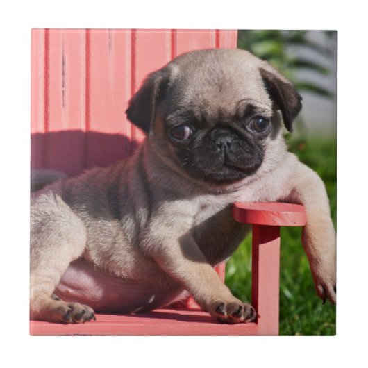 USA, Kalifornien. Pug Puppy Slouching Fliese (Vorderseite)