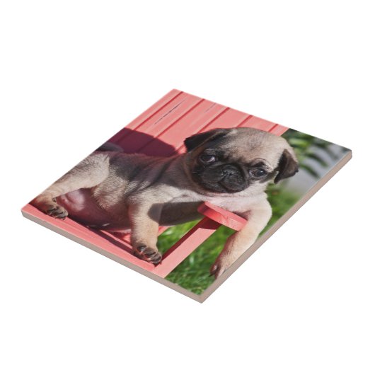 USA, Kalifornien. Pug Puppy Slouching Fliese (Seite)