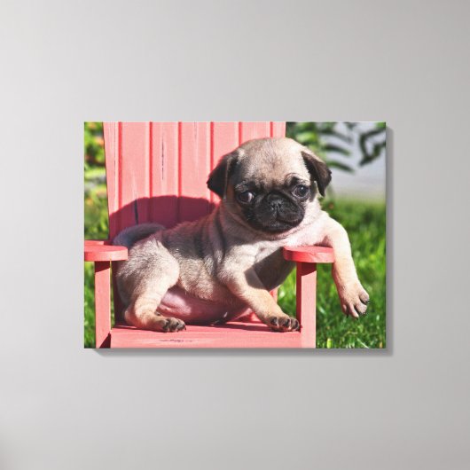 USA, Kalifornien. Pug Puppy Slouching Leinwanddruck (Vorderseite)