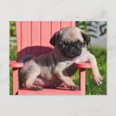 USA, Kalifornien. Pug Puppy Slouching Postkarte (Vorderseite)